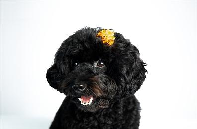 SIE《战神：诸神黄昏》“拍照模式”现已推出